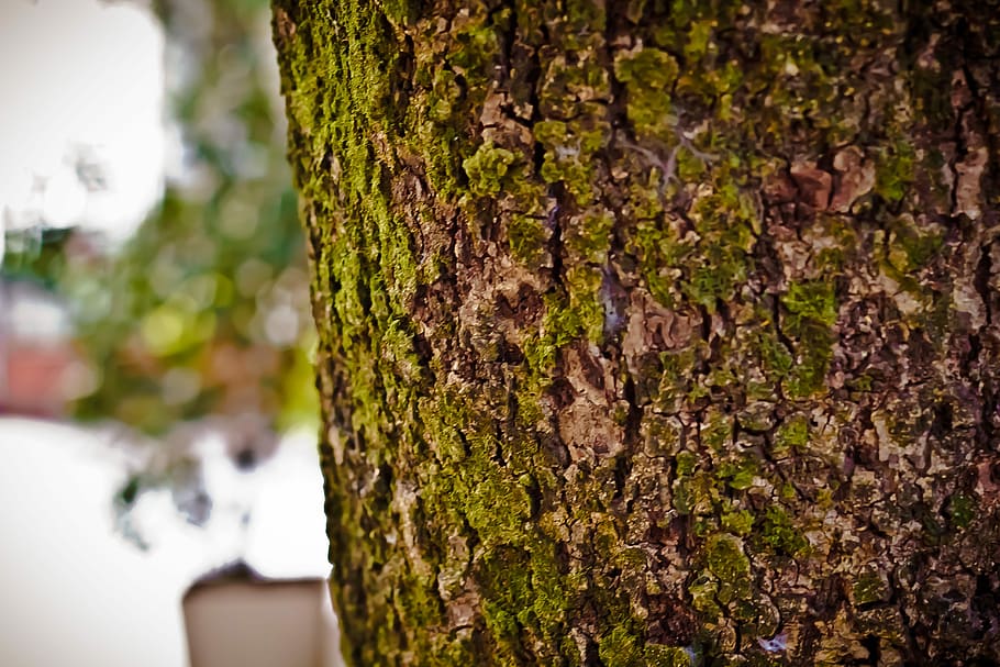 Texture, Flying, Street, Shell, Wood, old tree, tree trunk HD wallpaper