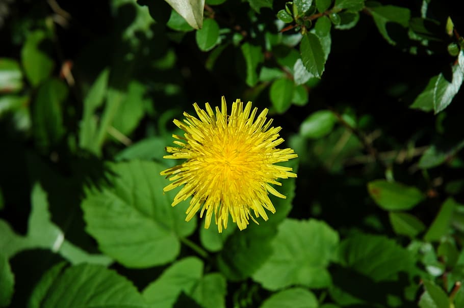 dandelion, flower, garden, spring, yellow, blossom, bloom, nature HD wallpaper