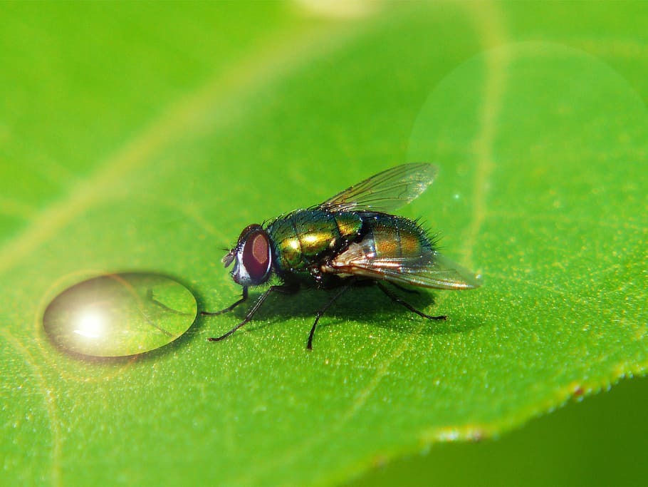 bottle fly, drip, reflection, macro, plant, nature, close, insect HD wallpaper