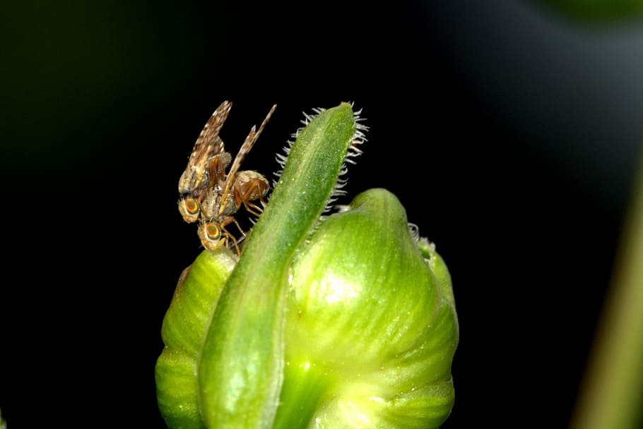 insect, pairing, small flies, close, nature, reproduction, macro HD wallpaper