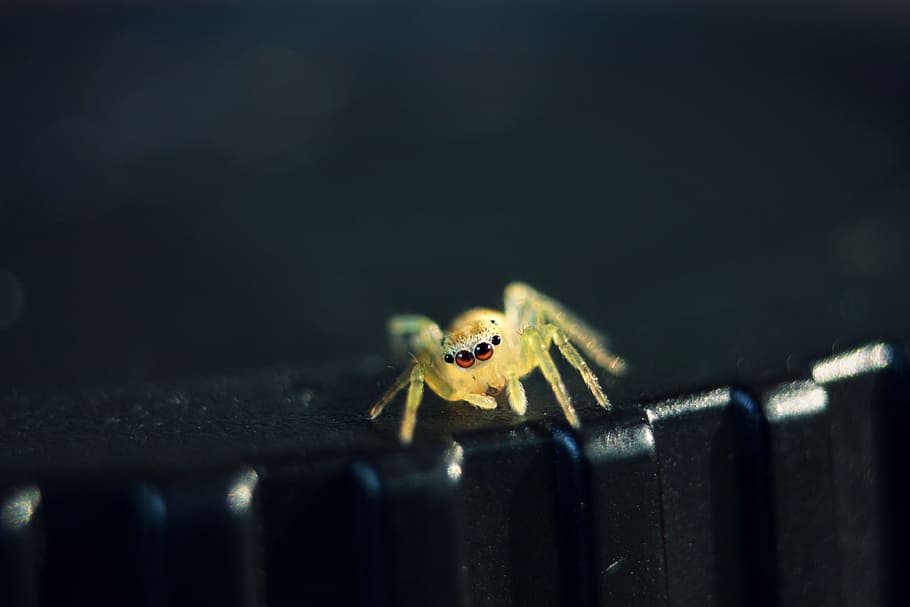 insect, nature, beautiful, macro, animal, spider, animals, little HD wallpaper