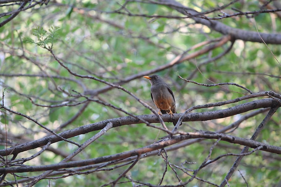 bird, olive thrush, brown, branch, tree, nature, animal, natural HD wallpaper