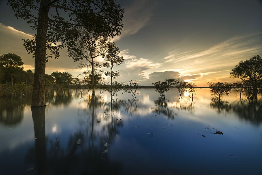 trees with water reflecting under gray sky, sunset, outdoor HD wallpaper