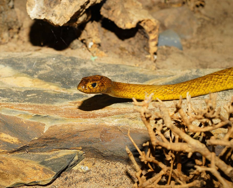 close-up photo of brown snake on brown stone, Inland Taipan, Australia