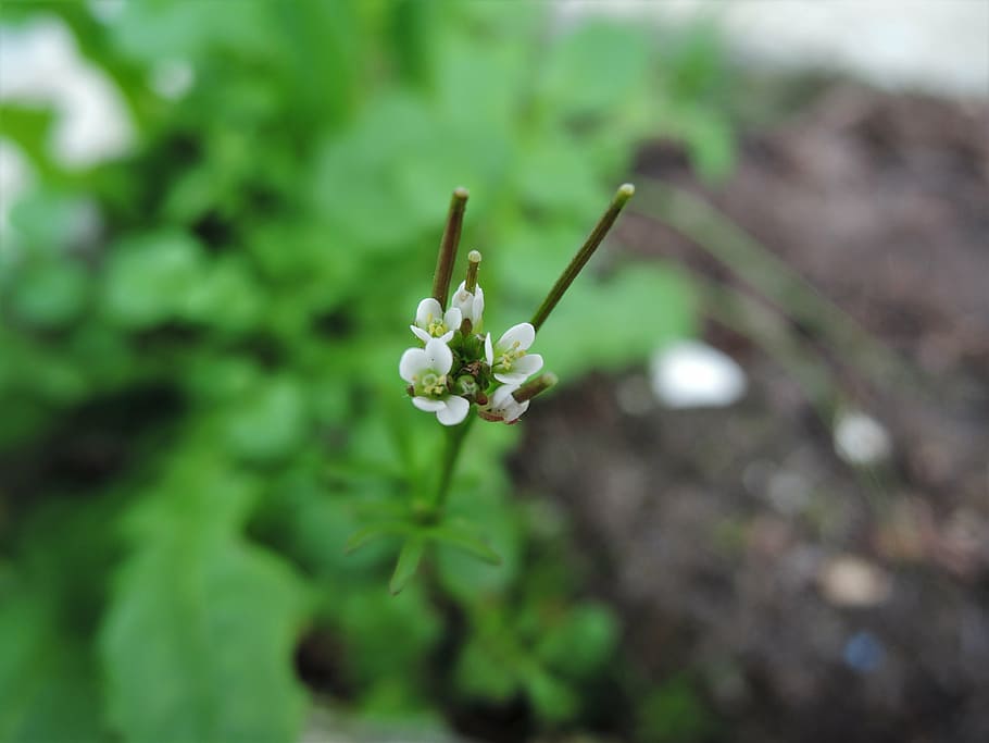flower, white flowers, macro, plant, growth, green color, freshness HD wallpaper