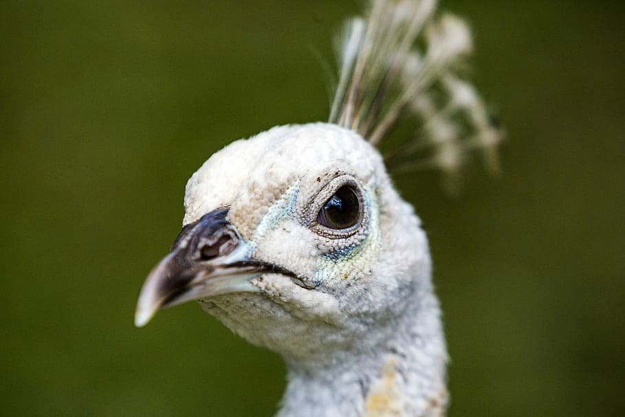 macro shot of bird, albino peafowl head, portrait, face, white HD wallpaper