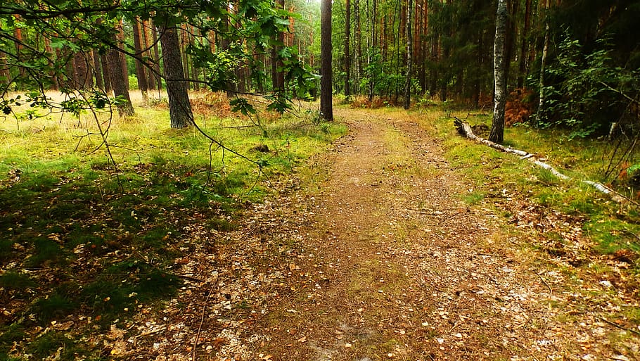 forest, green, nature, tree, view, grass, konary, plant, land HD wallpaper