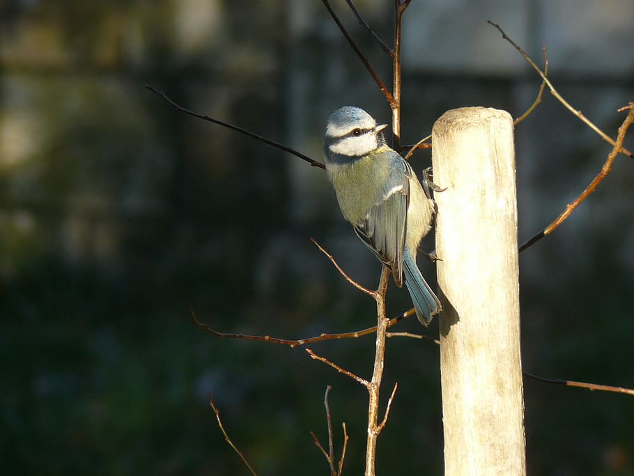 Bird, Blue Tit, Nature, no people, day, outdoors, one animal HD wallpaper