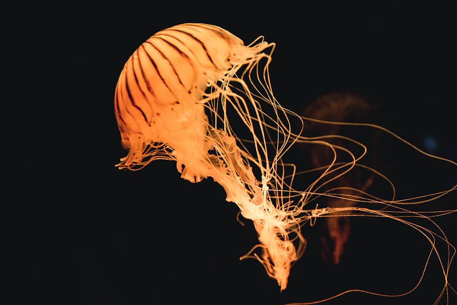 yellow jelly fish under water, photo of jellyfish, tilt shift photography, HD wallpaper