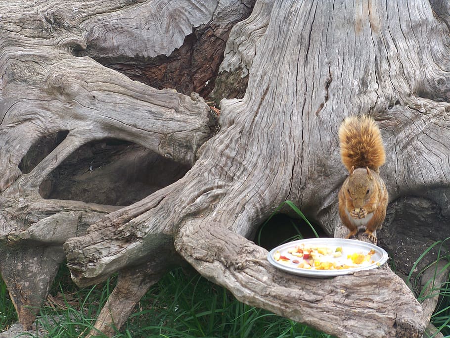 squirrel, nature, animal, park, tree, food, capturing the moment HD wallpaper