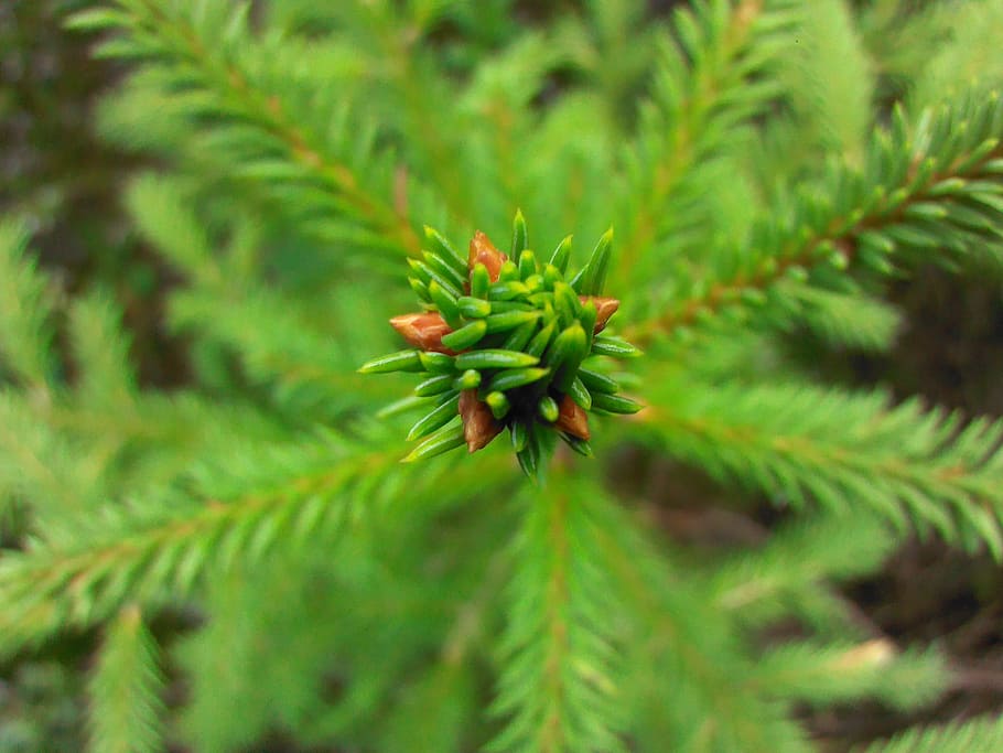 spruce, green, forest, needles, scratchy, macro, plant, growth HD wallpaper