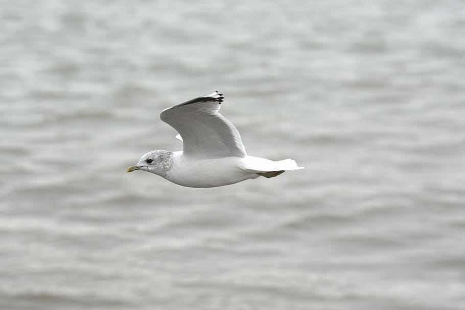 herring gull, seagull, larus, bird, laridae, north sea, seevogel HD wallpaper