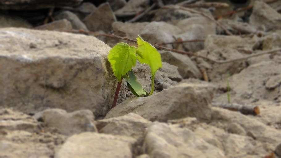 engine, fresh shoots, spring, tender, green, tree, sprout, nature HD wallpaper