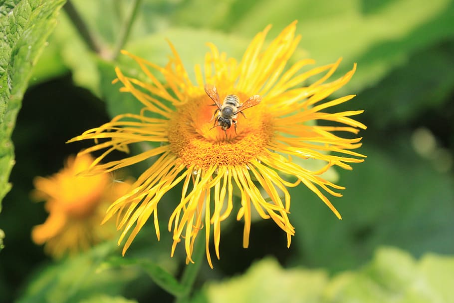 telekia, flowers, asteraceae, yellow, orange, ox-eye, speciosa HD wallpaper