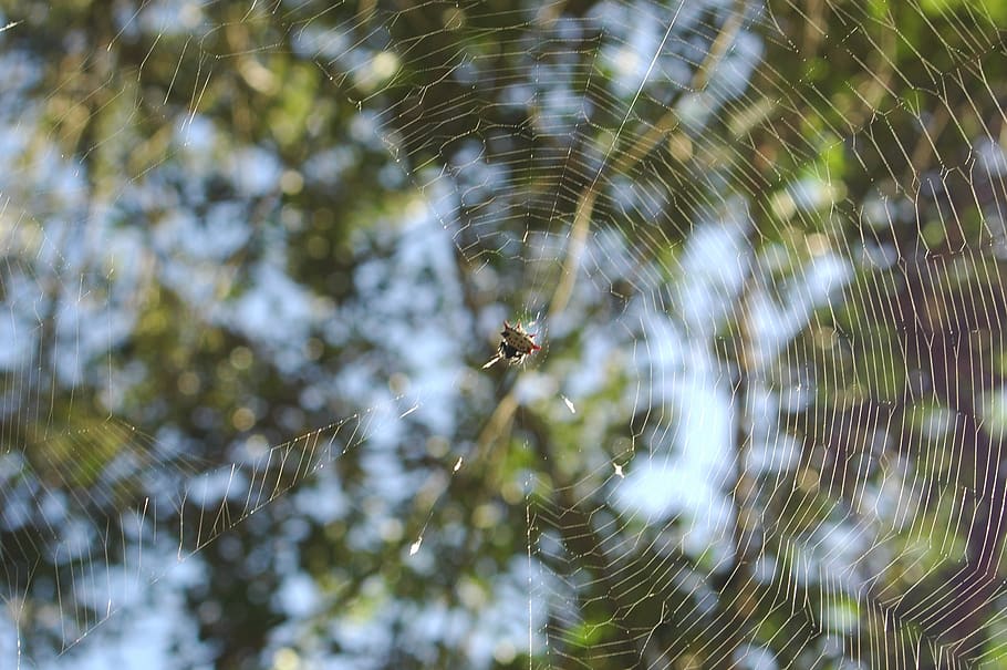 spider, crab spider, web, nature, one animal, animal themes HD wallpaper