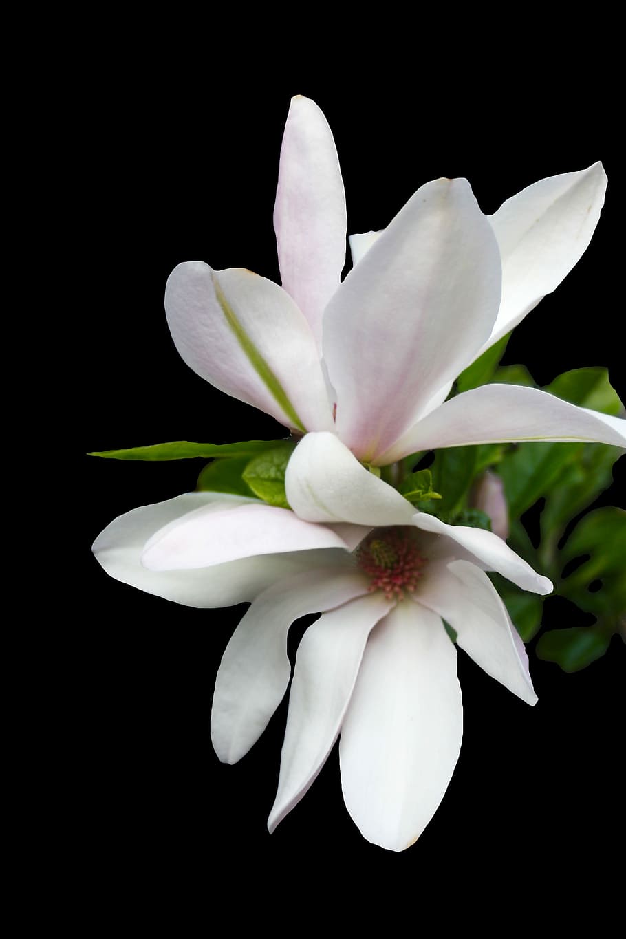 Magnolia, Tender, Pink, Spring, Blossom, bloom, flower, isolated HD wallpaper