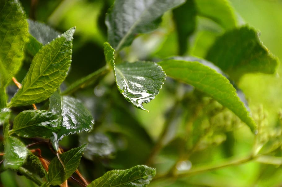 leaf, water, drip, wet, close, drop of water, plant part, green color HD wallpaper