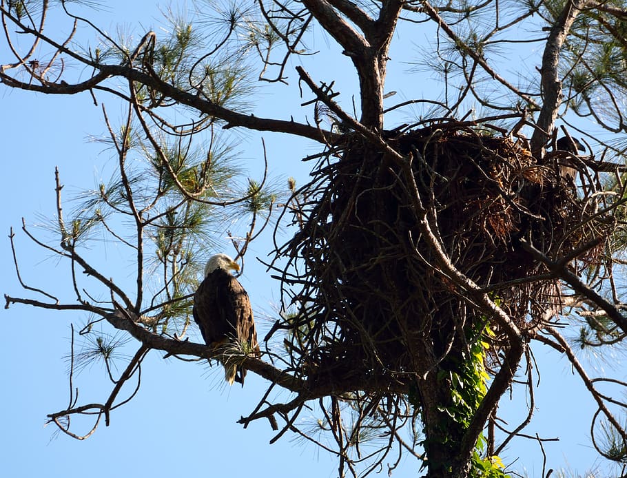 nest, bird, tree, raptor, nature, eagle, bald eagle, animal HD wallpaper