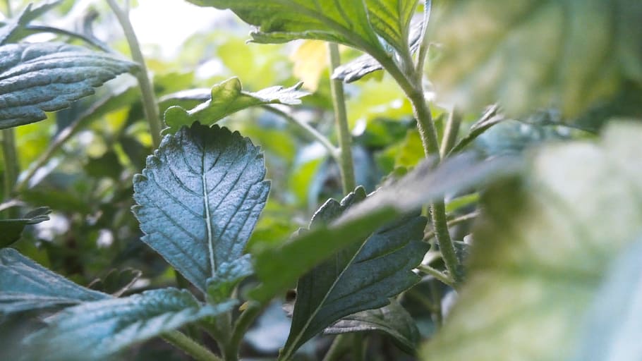 blur, leaves, plants, fresh, close-up, focus, gardening, grow HD wallpaper