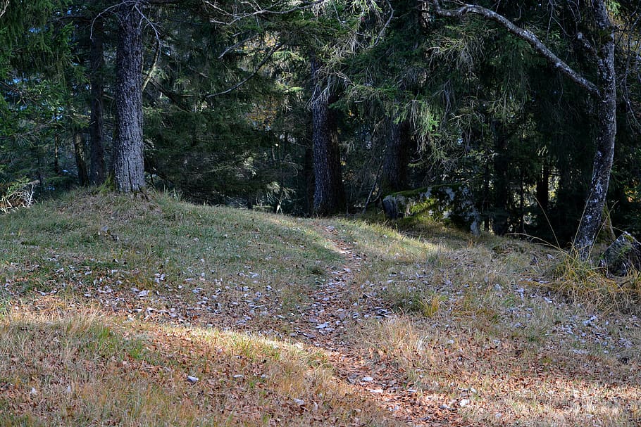 forest path, leaves, nature, tree, plant, land, growth, tranquility HD wallpaper