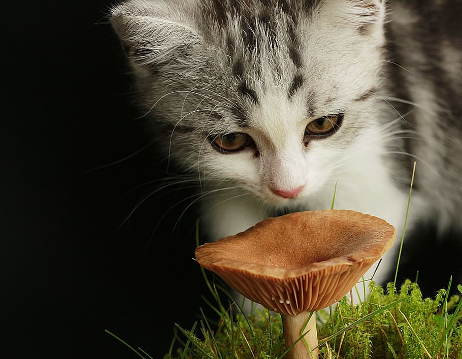 silver tabby kitten looking on mushroom on grass close-up photography HD wallpaper
