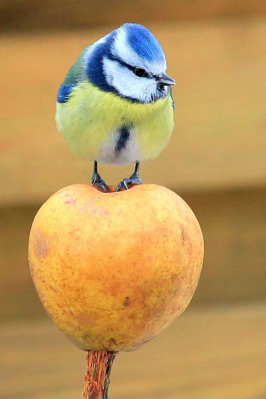 blue and yellow bird, tit, blue tit, apple, standing, songbird HD wallpaper