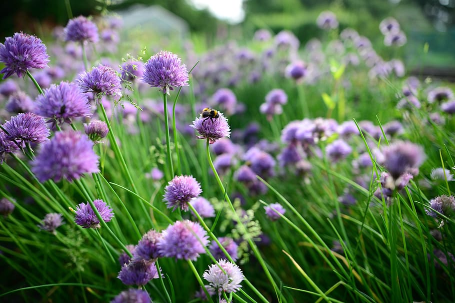 spring, chives, bees, bumble bee, food, green, plant, natural, HD wallpaper