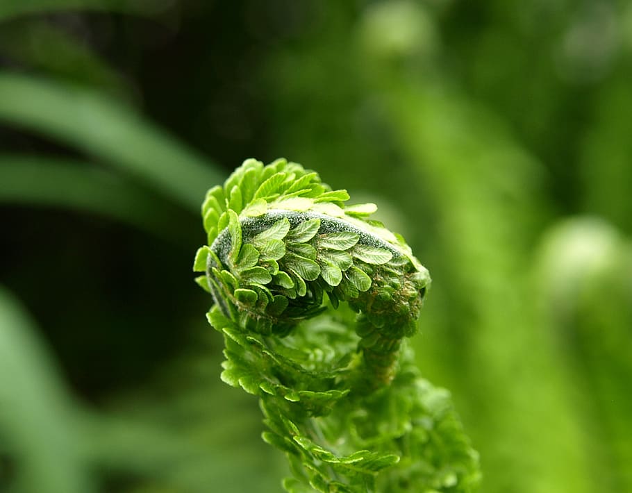 fern, green, plant, spring, green color, growth, close-up, food and drink HD wallpaper