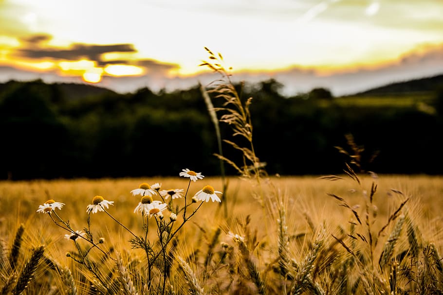 field, flower, sunset, spring, yellow, horizon, plant, beauty in nature HD wallpaper