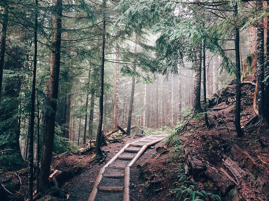 Pathway Between Green Pine Trees, forest, landscape, nature, trail HD wallpaper