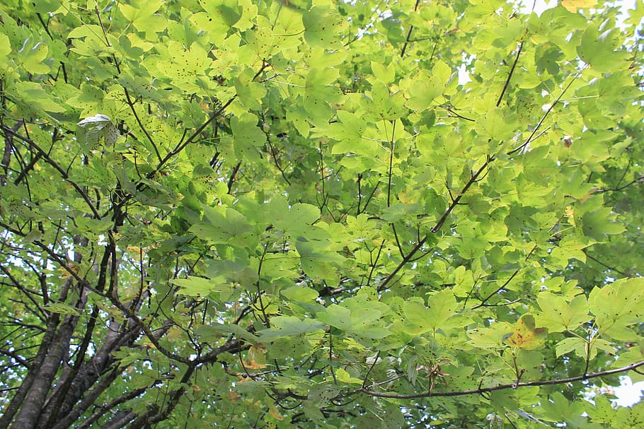tree, leaves, summer, plant, growth, green color, plant part HD wallpaper