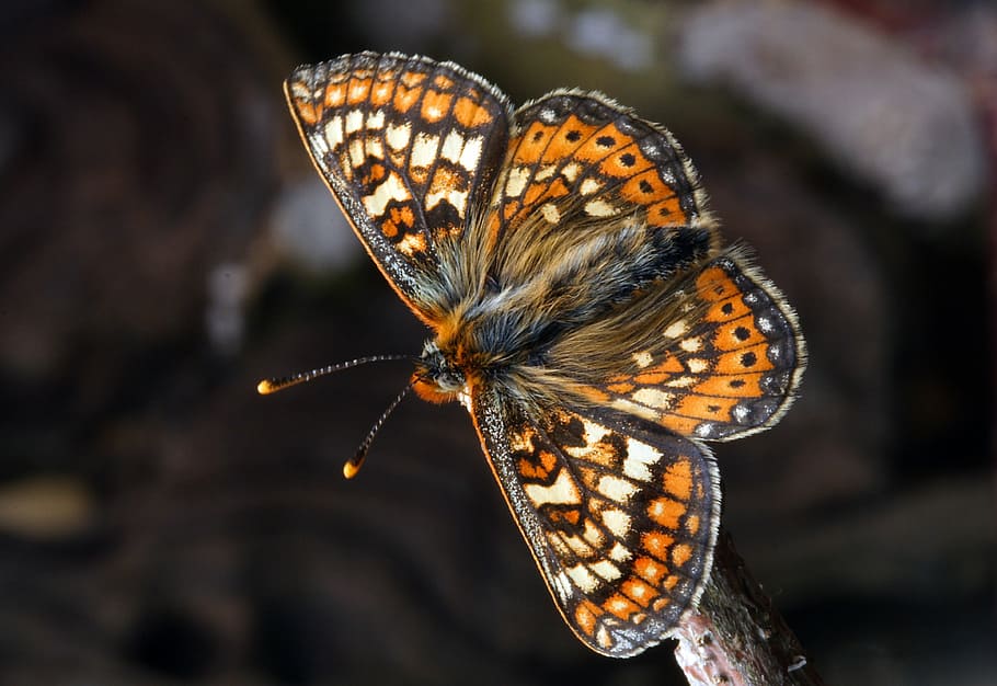 macro photo of white and orange butterfly, insect, nature, lepidoptera HD wallpaper