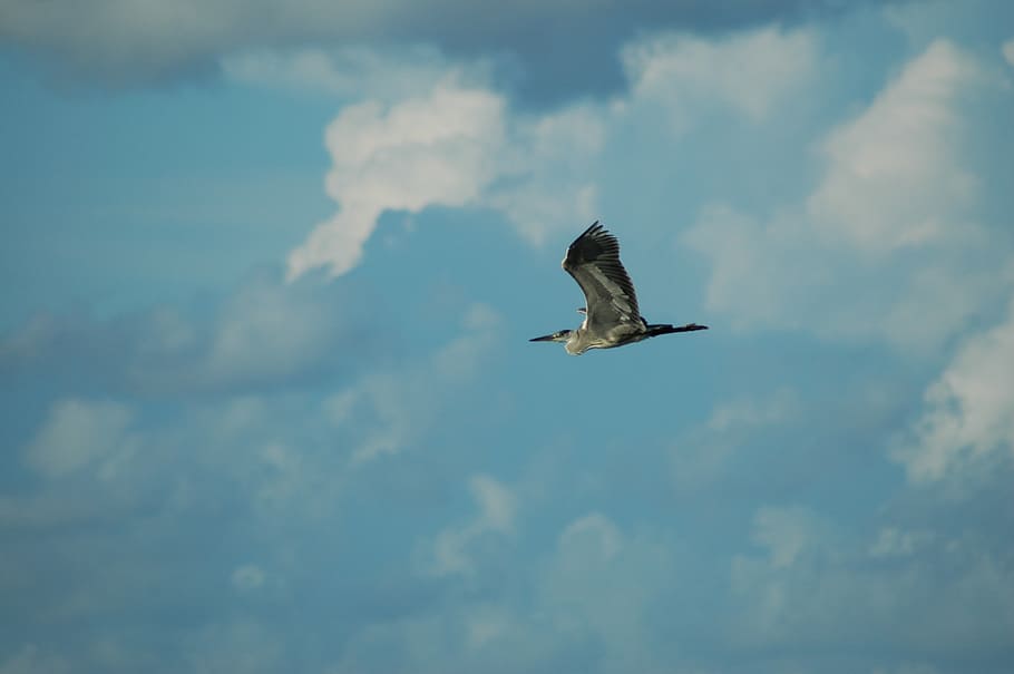 bird, sky, bird view, wings, blue, animal wildlife, animals in the wild HD wallpaper