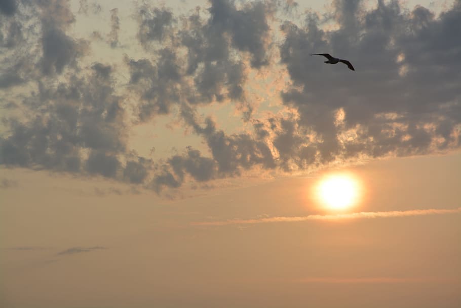 sunset, dark clouds, twilight, seagull sky, flying, bird, animals in the wild HD wallpaper