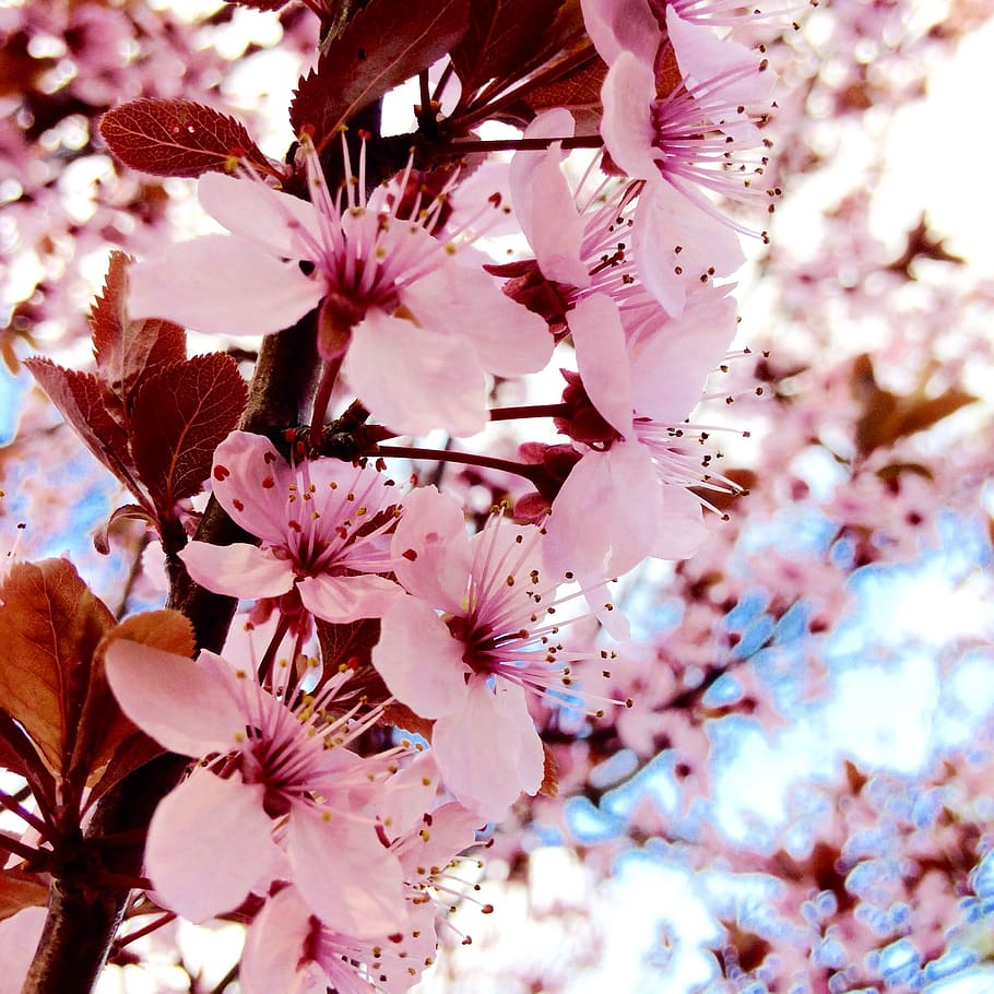 spring, flowers, pink, flowering plant, fragility, blossom HD wallpaper