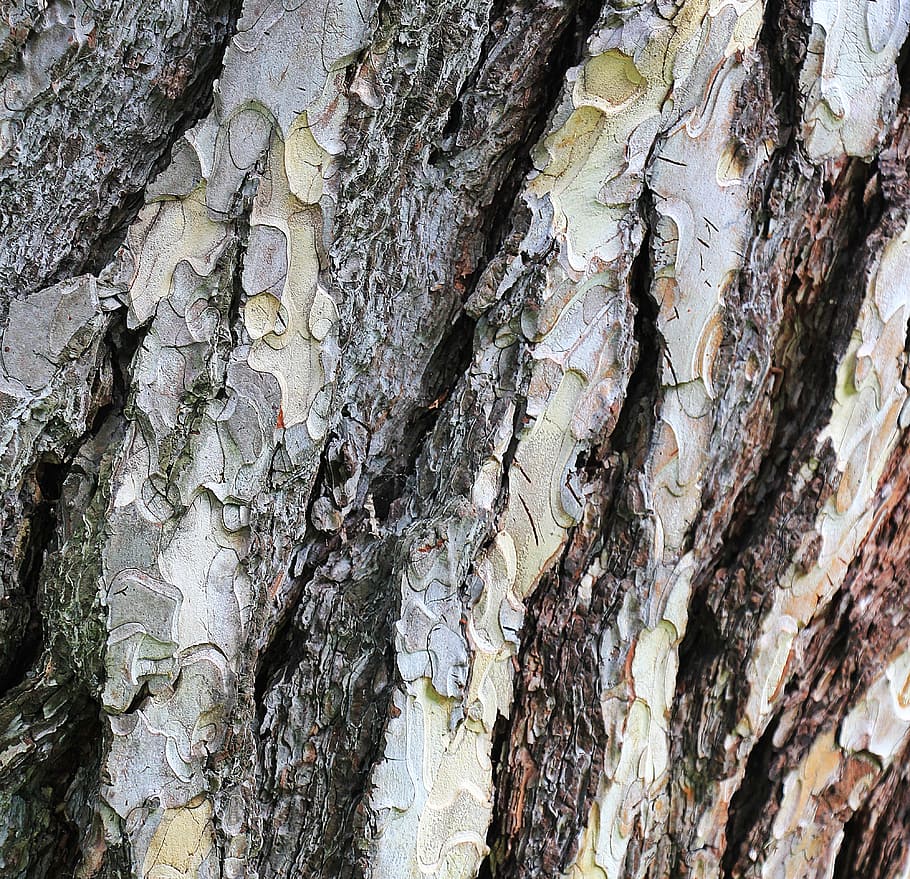 pine, tree bark, wood, structure, nature, conifer, background HD wallpaper