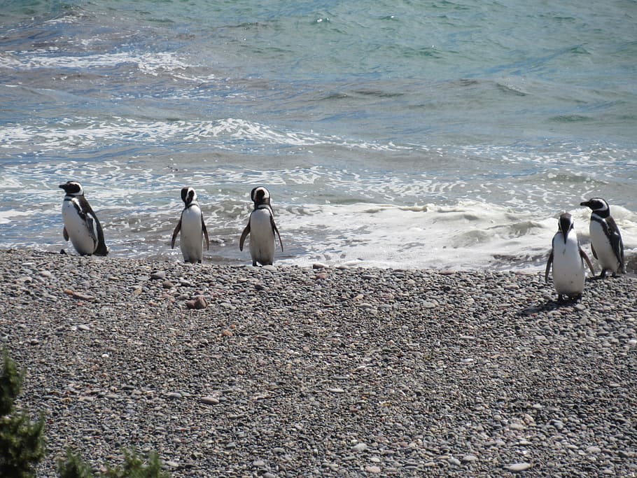 penguin, magellan, nature, patagonia, south, penguin patagonico, HD wallpaper