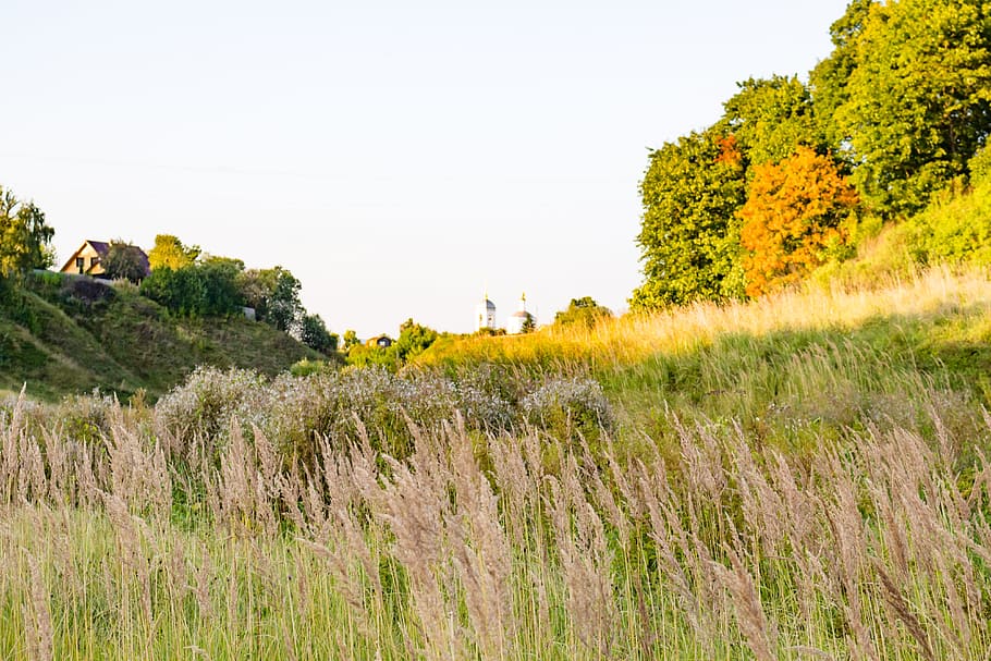 background, summer, beautiful, grass, dry, autumn, texture HD wallpaper