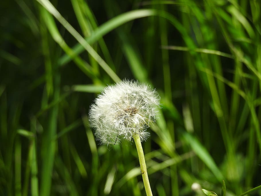 dandelion, spring, summer grass, nature, plant, fluffy dandelion HD wallpaper