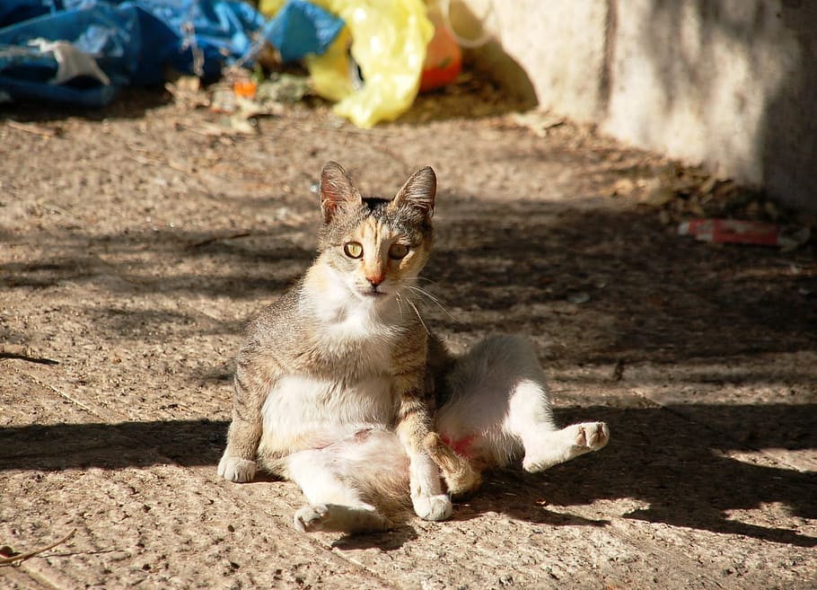 sitting, a normal cat, tomcat, domestic cat, homeless, fur HD wallpaper