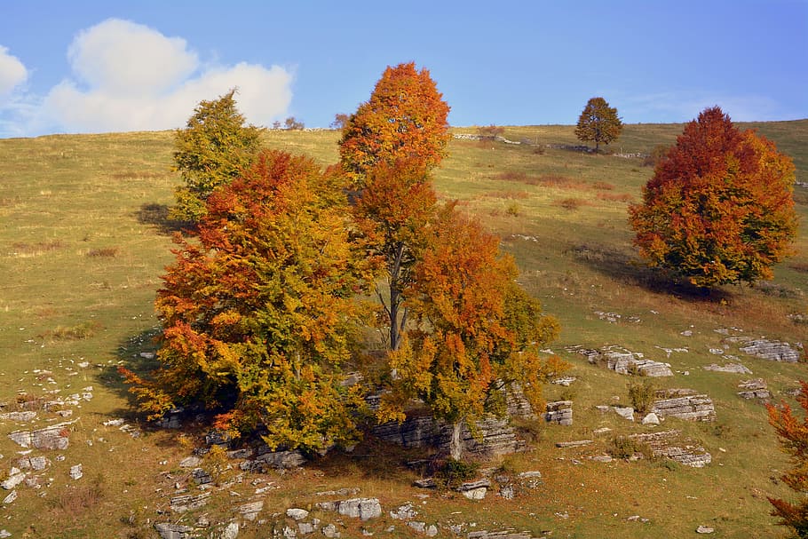 excursion, trees, autumn, trail, mountain, the european path HD wallpaper