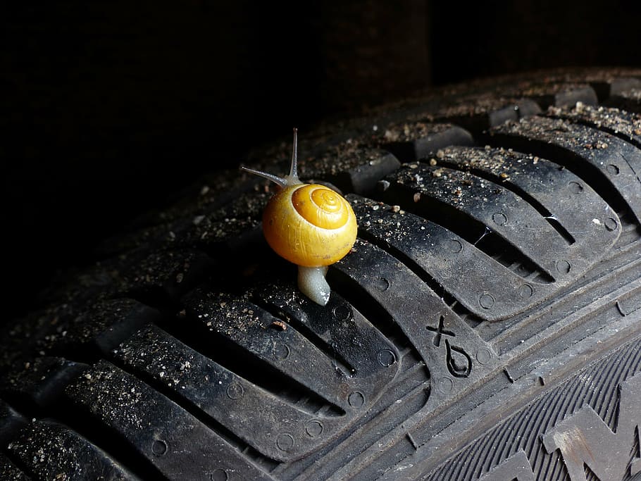 closeup photography of yellow and white snail on vehicle tire HD wallpaper