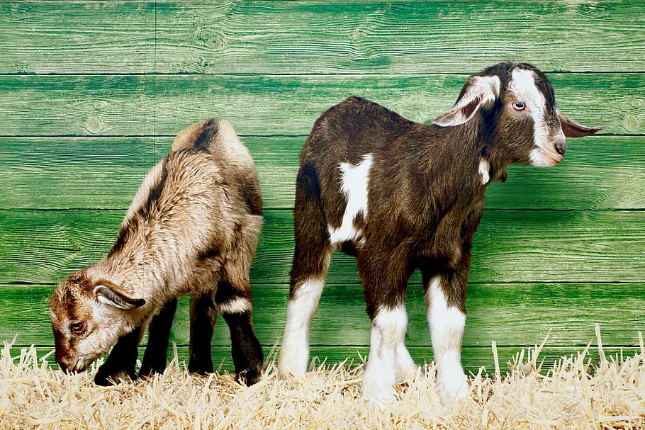 brown and tan Nubian goats, image, young animals, straw, mammal HD wallpaper