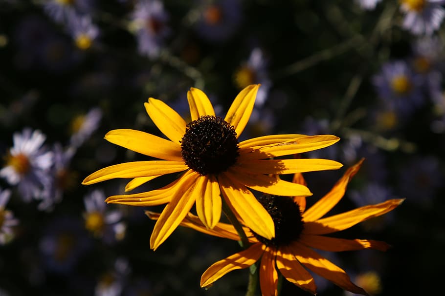 flower, yellow, close, blossom, bloom, nature, flowering plant HD wallpaper
