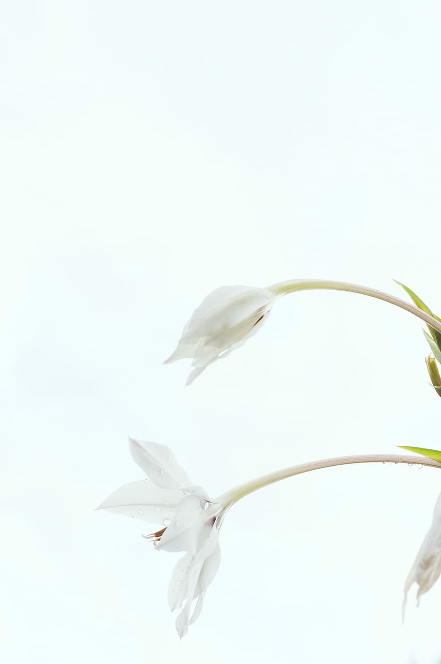 white petal flower on white backgrond, white flowers, stem, minimal