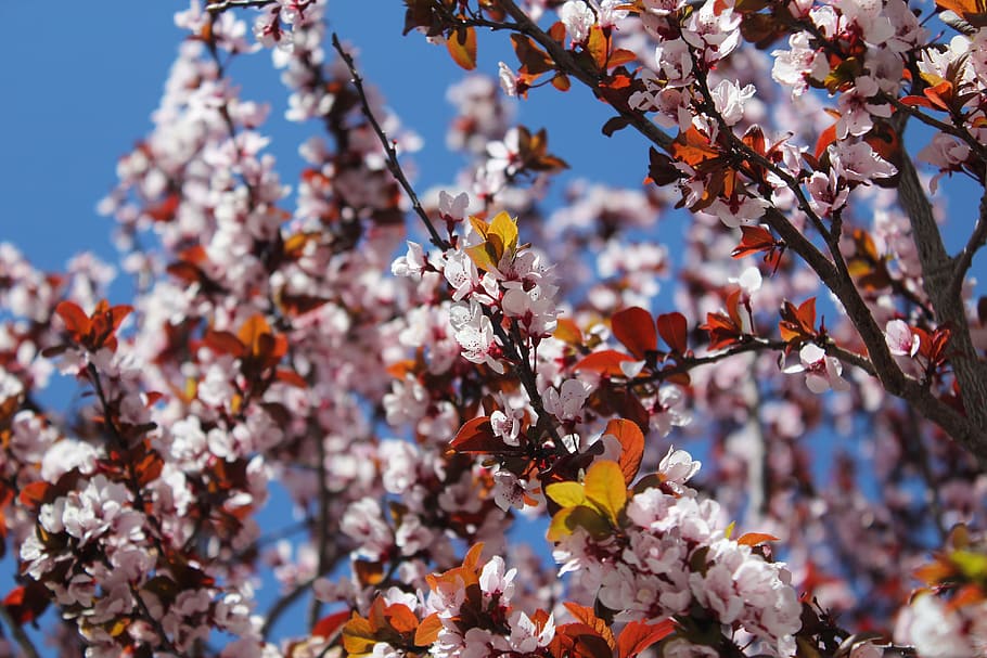 Close-up Photo of Cherry Blossoms, blur, bright, delicate, depth of field HD wallpaper