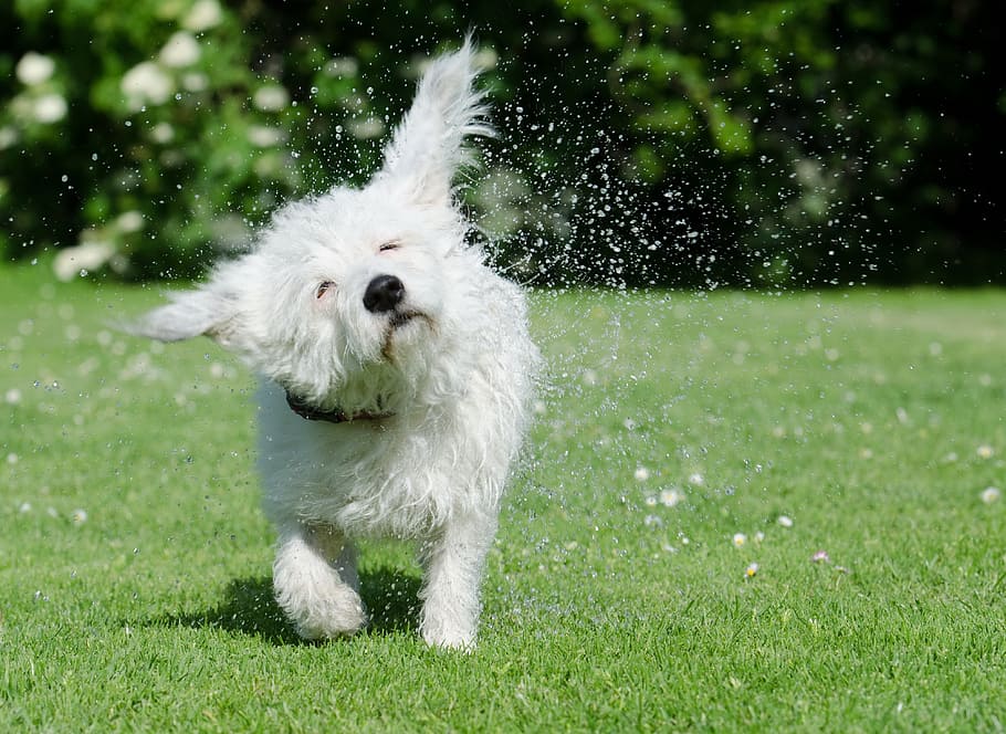 long-coated white puppy shaking his body while walking on green grass during daytime