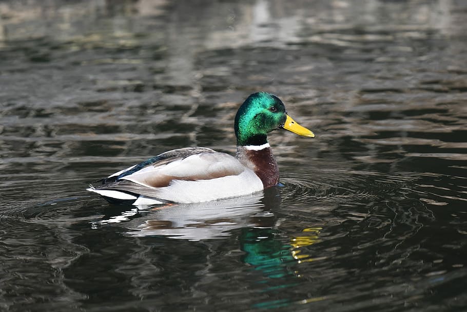 Male Mallard, male mallard duck at daytime, water, reflection HD wallpaper