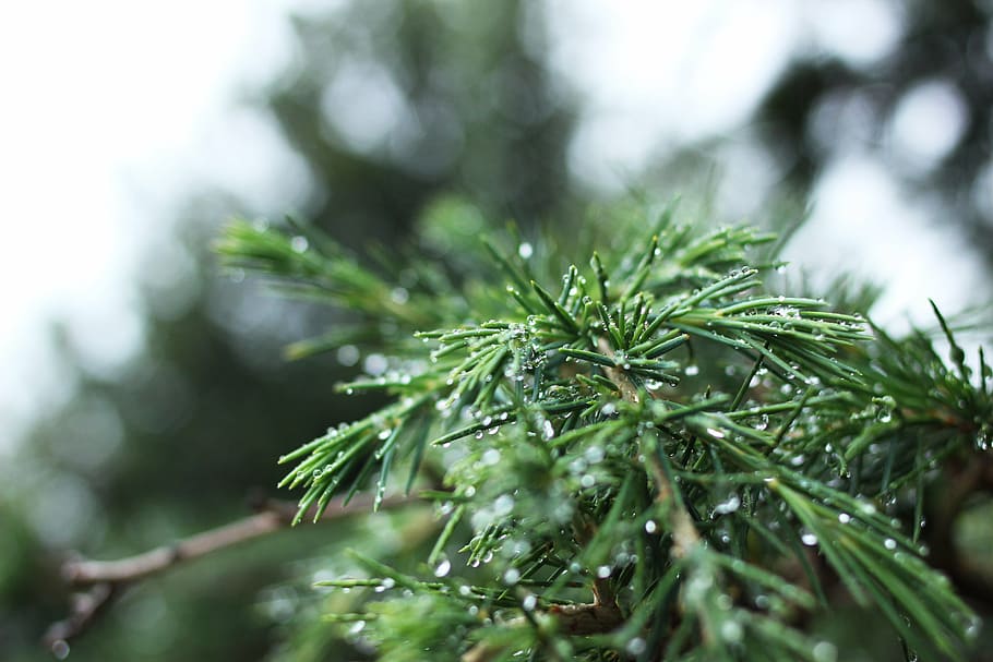 pine, needles, droplets, water, tree, nature, wet, environment HD wallpaper