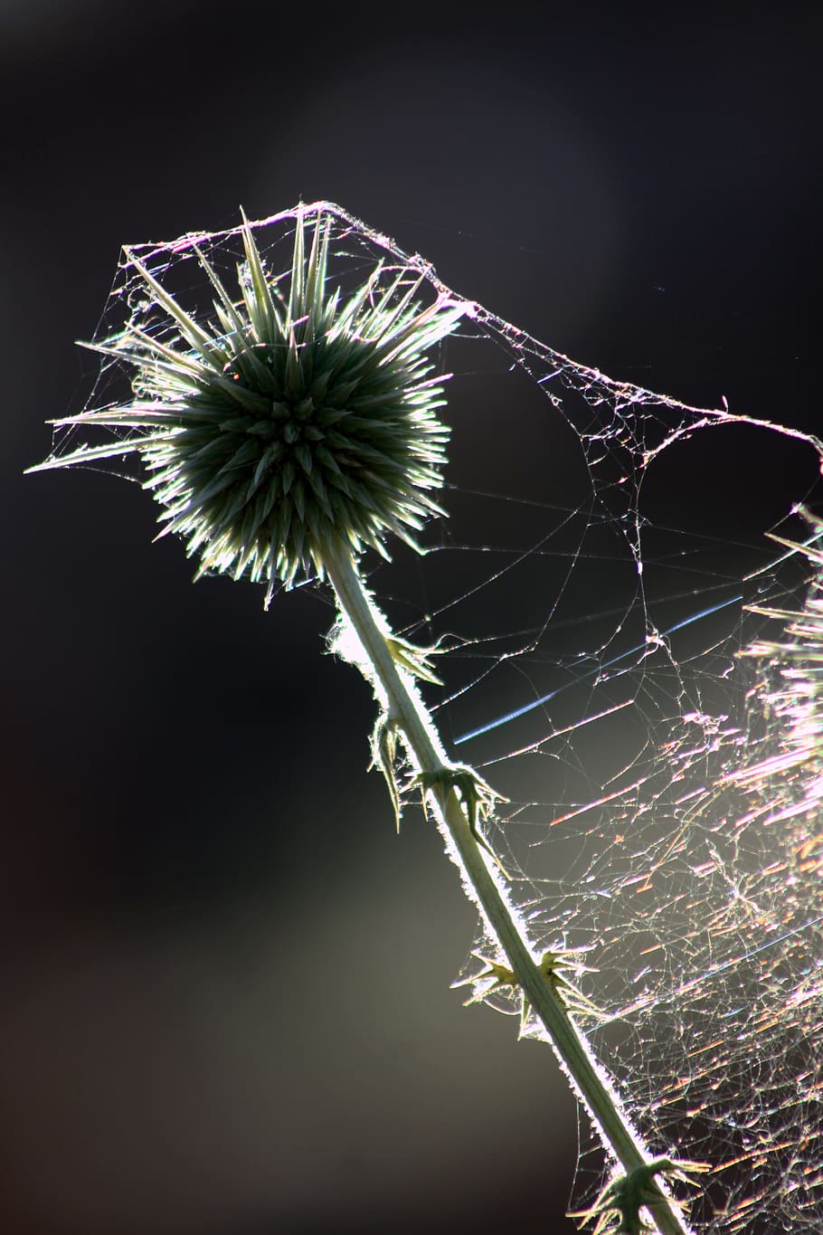 Thistle, Thorns, Reverse, Light, Network, reverse light, dea HD wallpaper